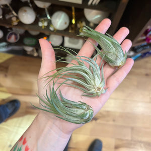 ASSORTED Tillandsia Ionantha Air Plants