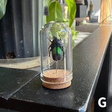 Load image into Gallery viewer, Mini Insect Dome