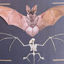 Load image into Gallery viewer, Bat &amp; Bat Skeleton Paper Replica Set