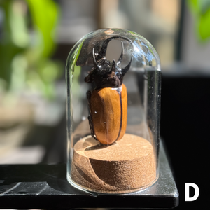 Large Insect Dome