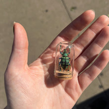 Load image into Gallery viewer, Mini Insect Dome