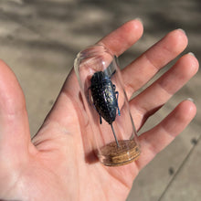 Load image into Gallery viewer, Medium Insect Dome