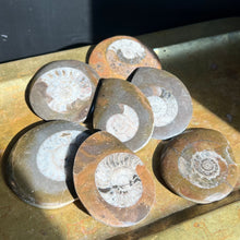 Load image into Gallery viewer, Ammonite Slab