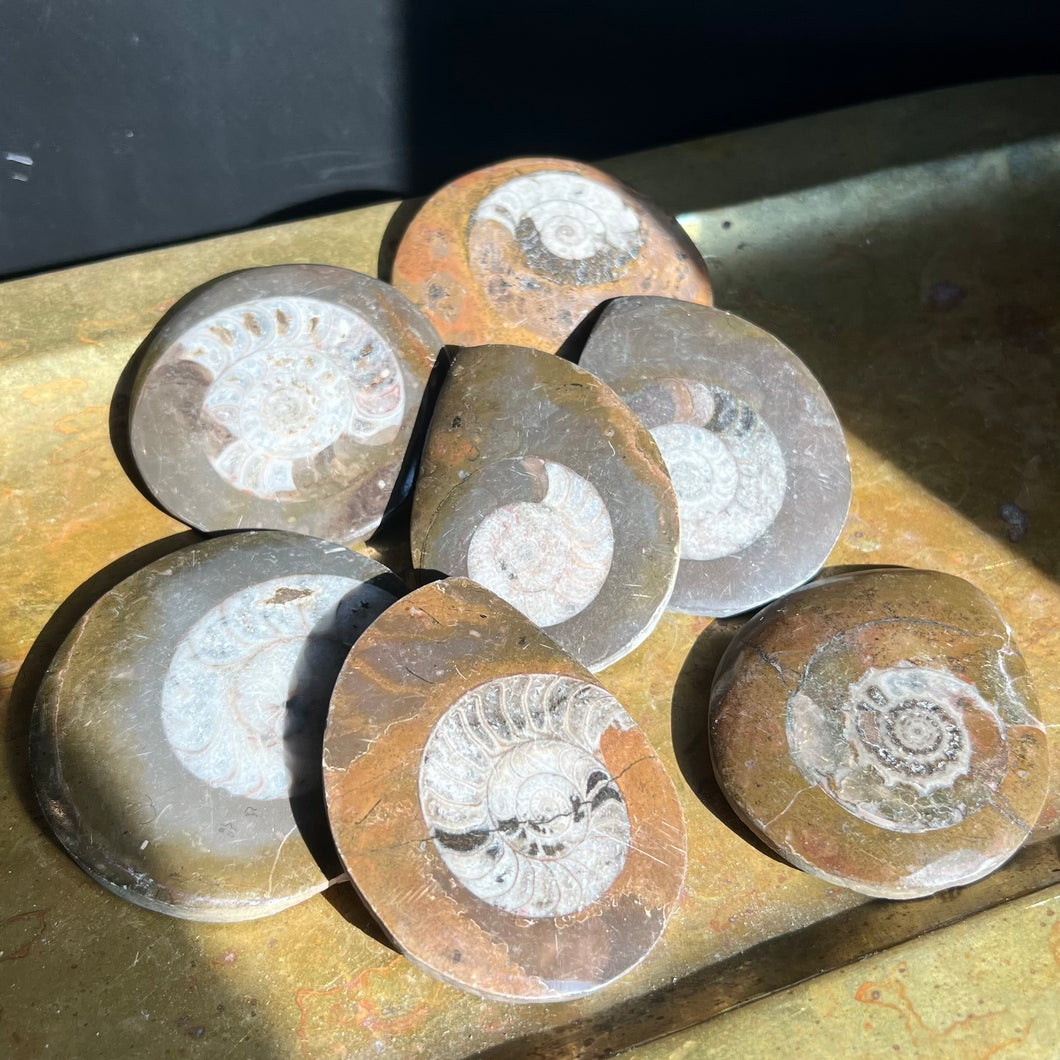 Ammonite Slab