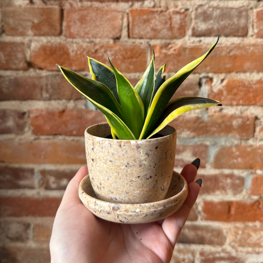 Assorted Natural Husk Planters