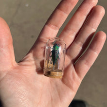 Load image into Gallery viewer, Mini Insect Dome