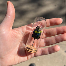 Load image into Gallery viewer, Medium Insect Dome