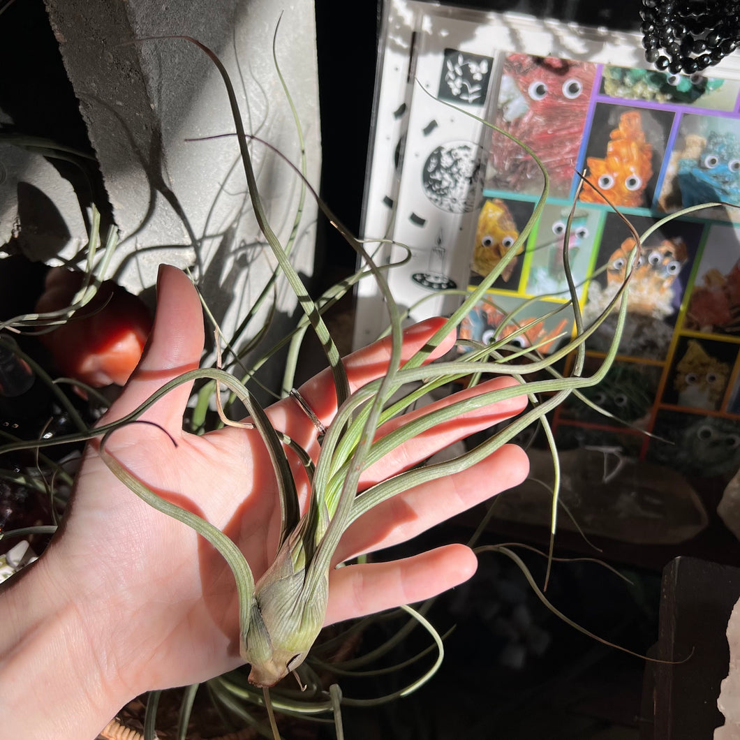 Tillandsia Baileyi Air Plant