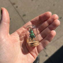 Load image into Gallery viewer, Mini Insect Dome
