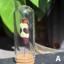 Load image into Gallery viewer, Medium Insect Dome