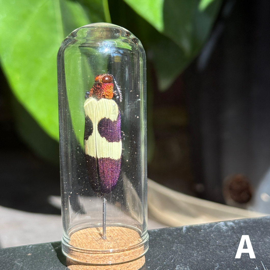 Medium Insect Dome