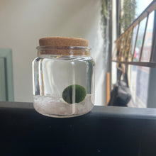 Load image into Gallery viewer, Rose Quartz Moss Ball Terrarium
