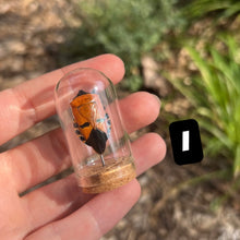 Load image into Gallery viewer, Mini Insect Dome