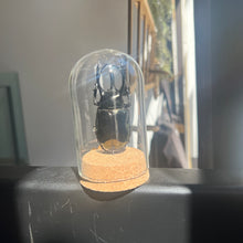Load image into Gallery viewer, Large Insect Dome