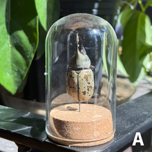 Load image into Gallery viewer, Large Insect Dome