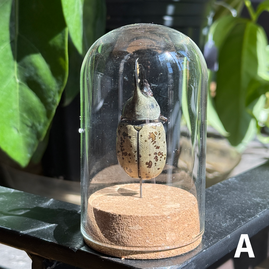 Large Insect Dome