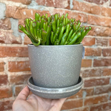 Load image into Gallery viewer, Assorted Natural Husk Planters