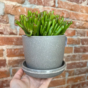 Assorted Natural Husk Planters