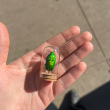 Load image into Gallery viewer, Mini Insect Dome