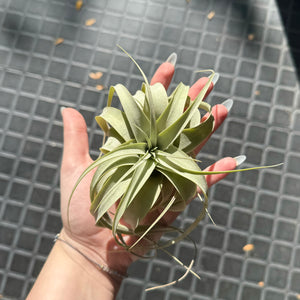 Seedling Tillandsia Xerographica Air Plant