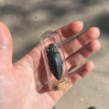 Load image into Gallery viewer, Medium Insect Dome