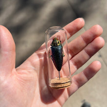 Load image into Gallery viewer, Medium Insect Dome
