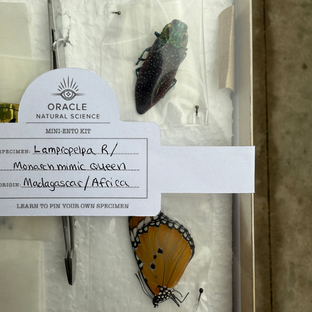 Entomology Kit - 2 specimen