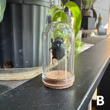 Load image into Gallery viewer, Mini Insect Dome