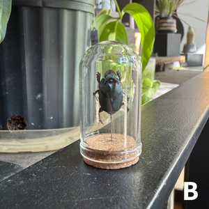 Mini Insect Dome