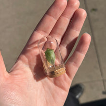 Load image into Gallery viewer, Mini Insect Dome
