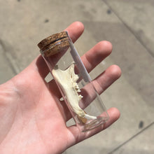 Load image into Gallery viewer, Woodchuck Bones - Medium Vial