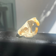 Load image into Gallery viewer, Gopher Skull