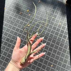 Tillandsia Baileyi Air Plant