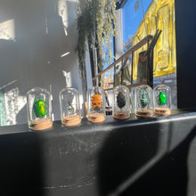 Load image into Gallery viewer, Mini Insect Dome