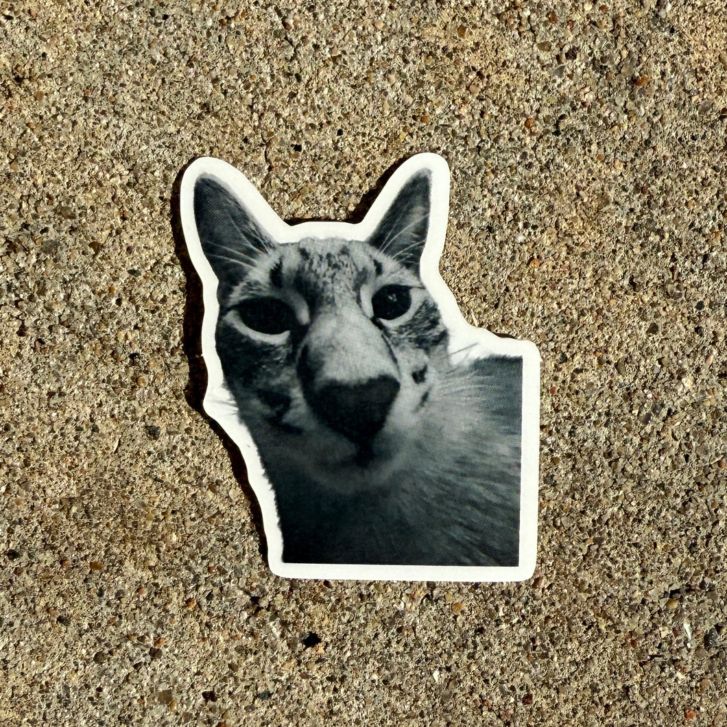 Silly Kitty Stickers