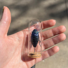 Load image into Gallery viewer, Medium Insect Dome