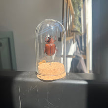 Load image into Gallery viewer, Large Insect Dome