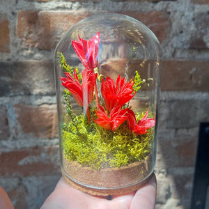 “Love Potion” Botanical Glass Terrarium
