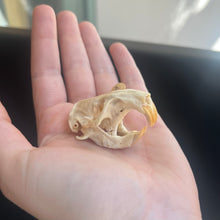Load image into Gallery viewer, Gopher Skull
