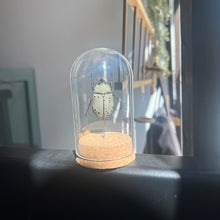 Load image into Gallery viewer, Large Insect Dome