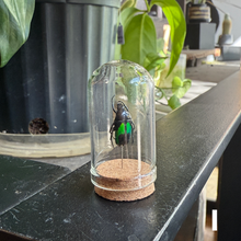 Load image into Gallery viewer, Mini Insect Dome