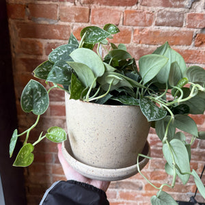 Assorted Natural Husk Planters