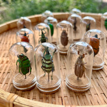 Load image into Gallery viewer, Mini Insect Dome