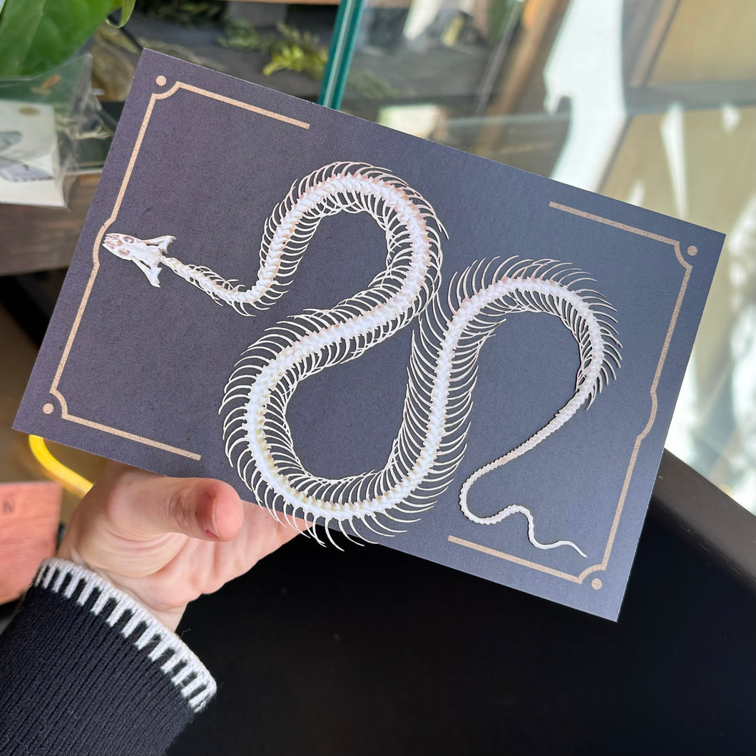 Snake Skeleton Paper Replica Set