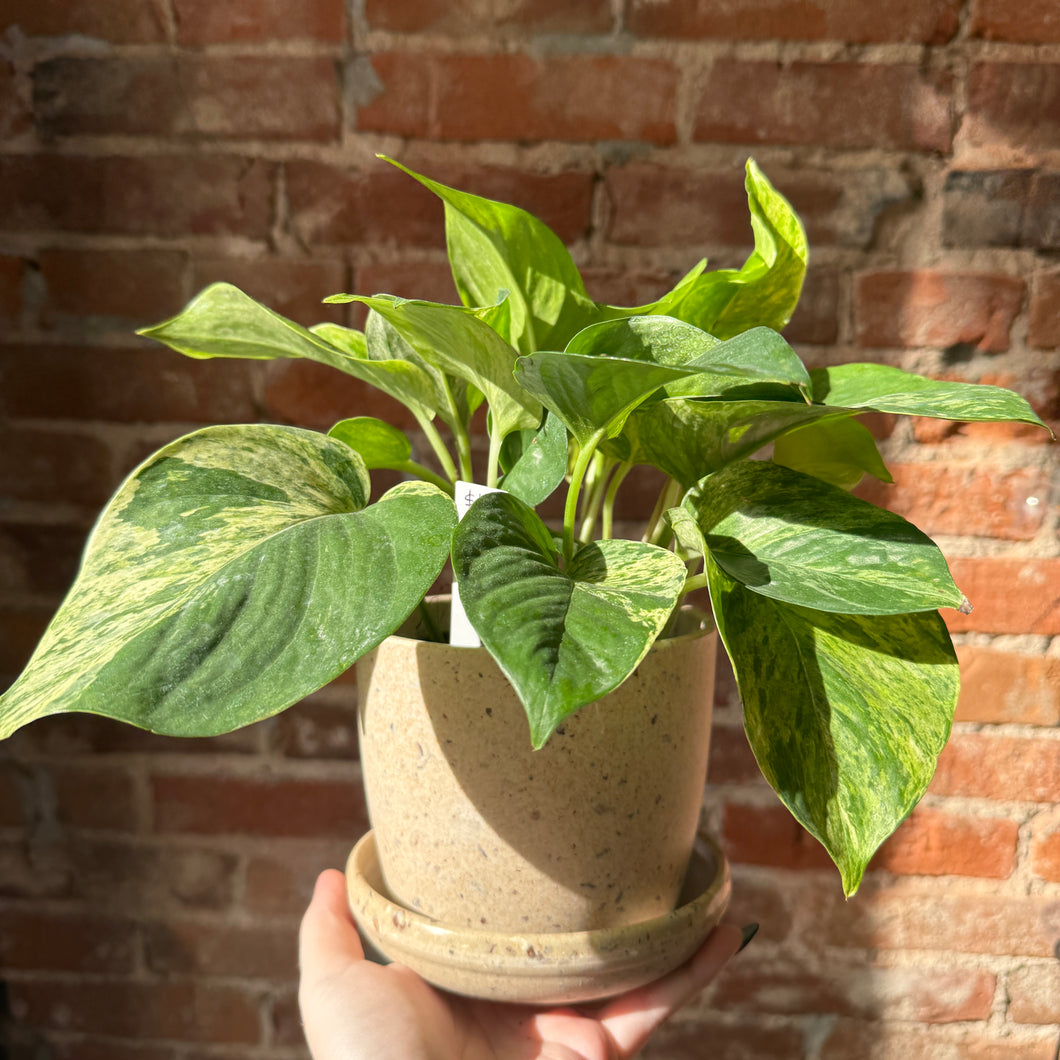 Assorted Natural Husk Planters