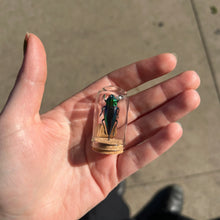 Load image into Gallery viewer, Mini Insect Dome