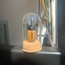 Load image into Gallery viewer, Large Insect Dome