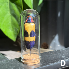 Load image into Gallery viewer, Medium Insect Dome