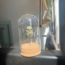 Load image into Gallery viewer, Large Insect Dome