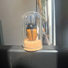 Load image into Gallery viewer, Large Insect Dome